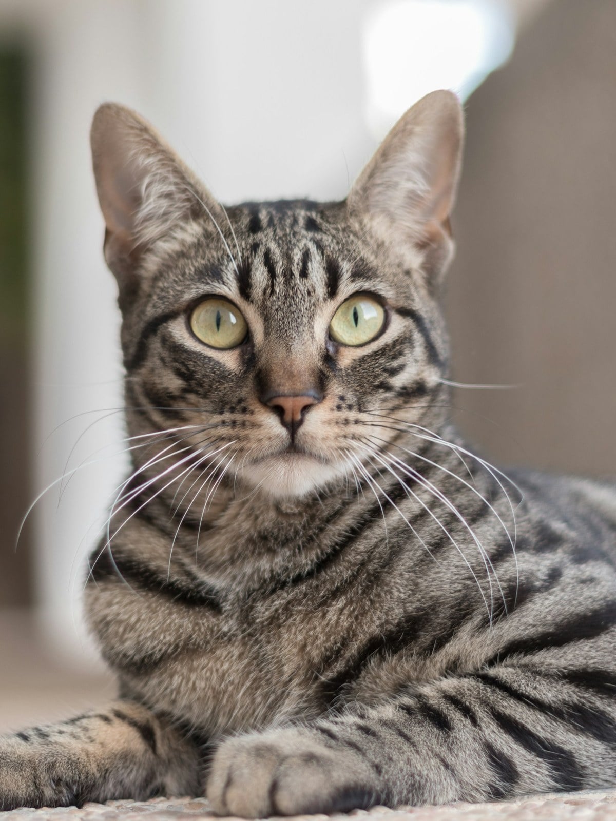 A brown mackerel tabby cat lying down, with narrow stripes running down its sides