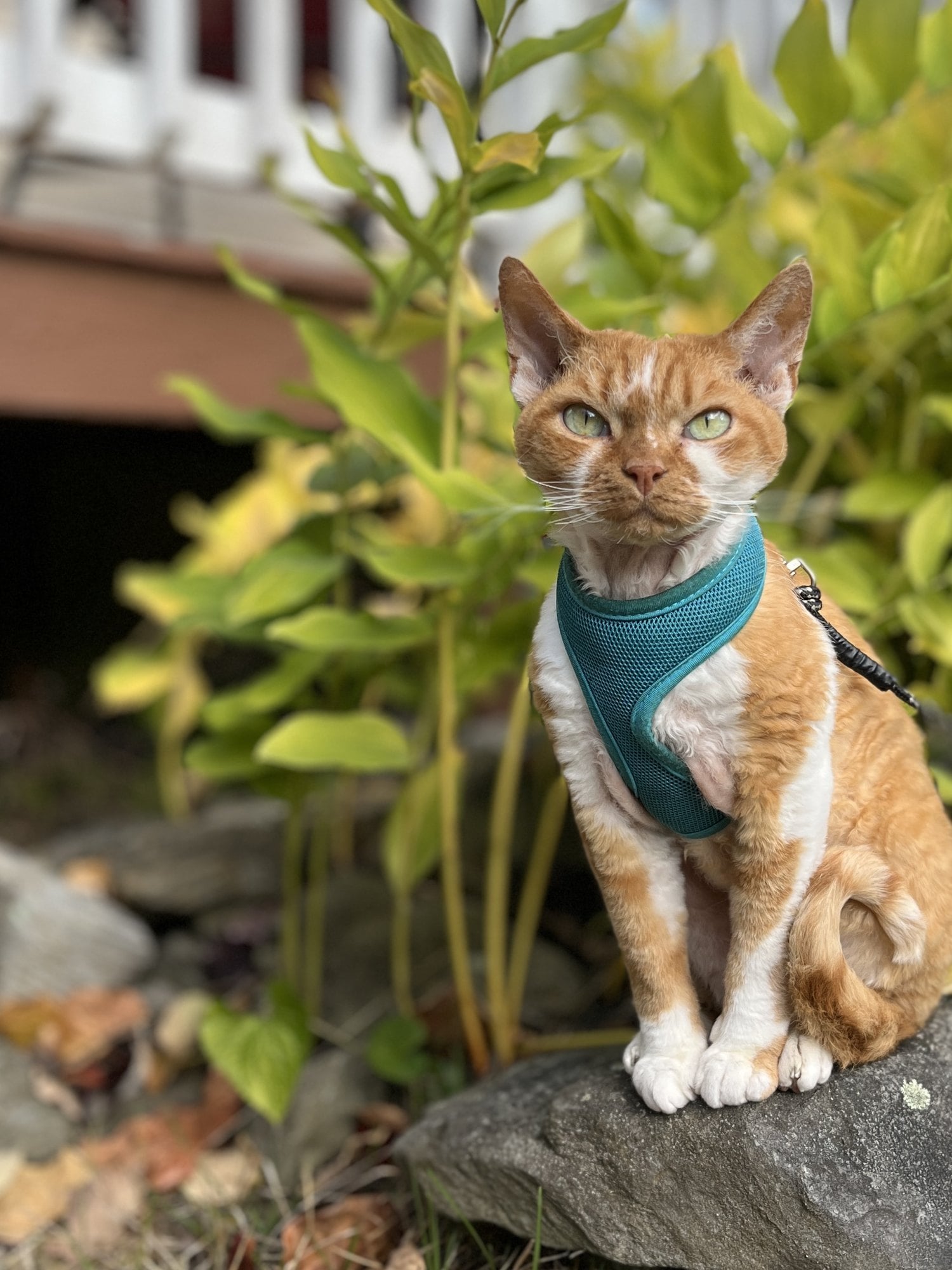 Orange and white cat in a teal harness sitting on a rock outdoors