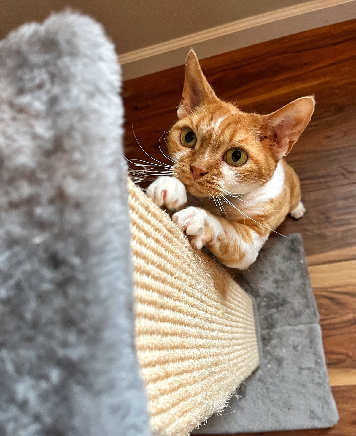 An orange and white cat hugging a sisal scratching ramp and looking up at the camera