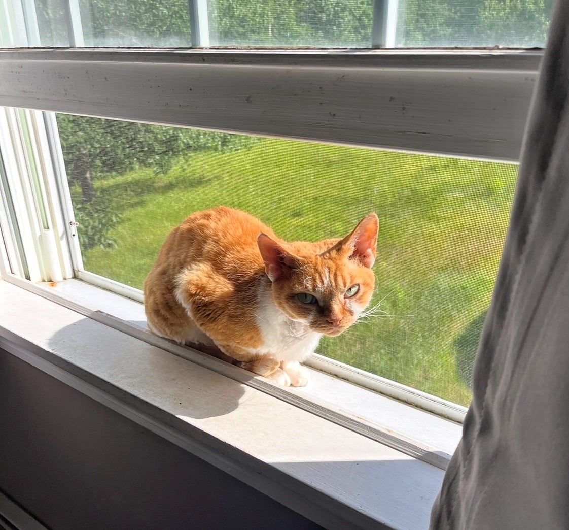 Mekwi, an orange tabby cat, lying on a windowsill with a green yard outside