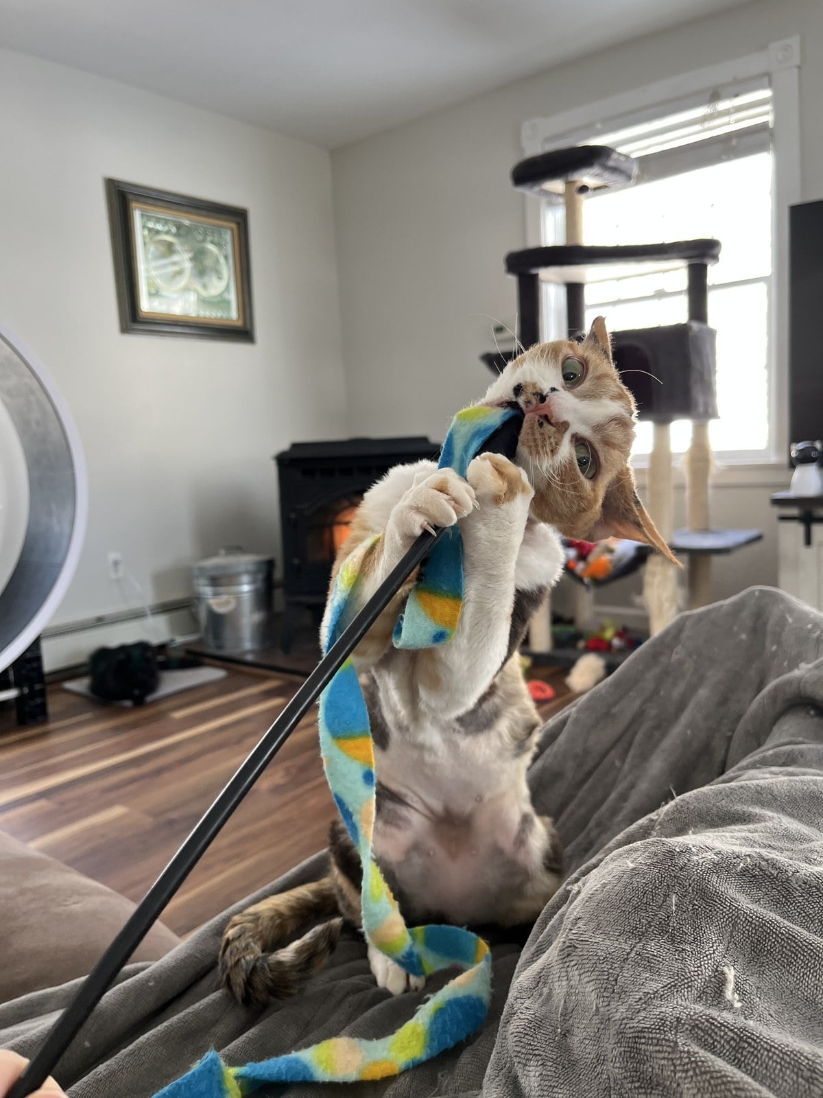 A calico cat on a couch biting a fleece wand toy