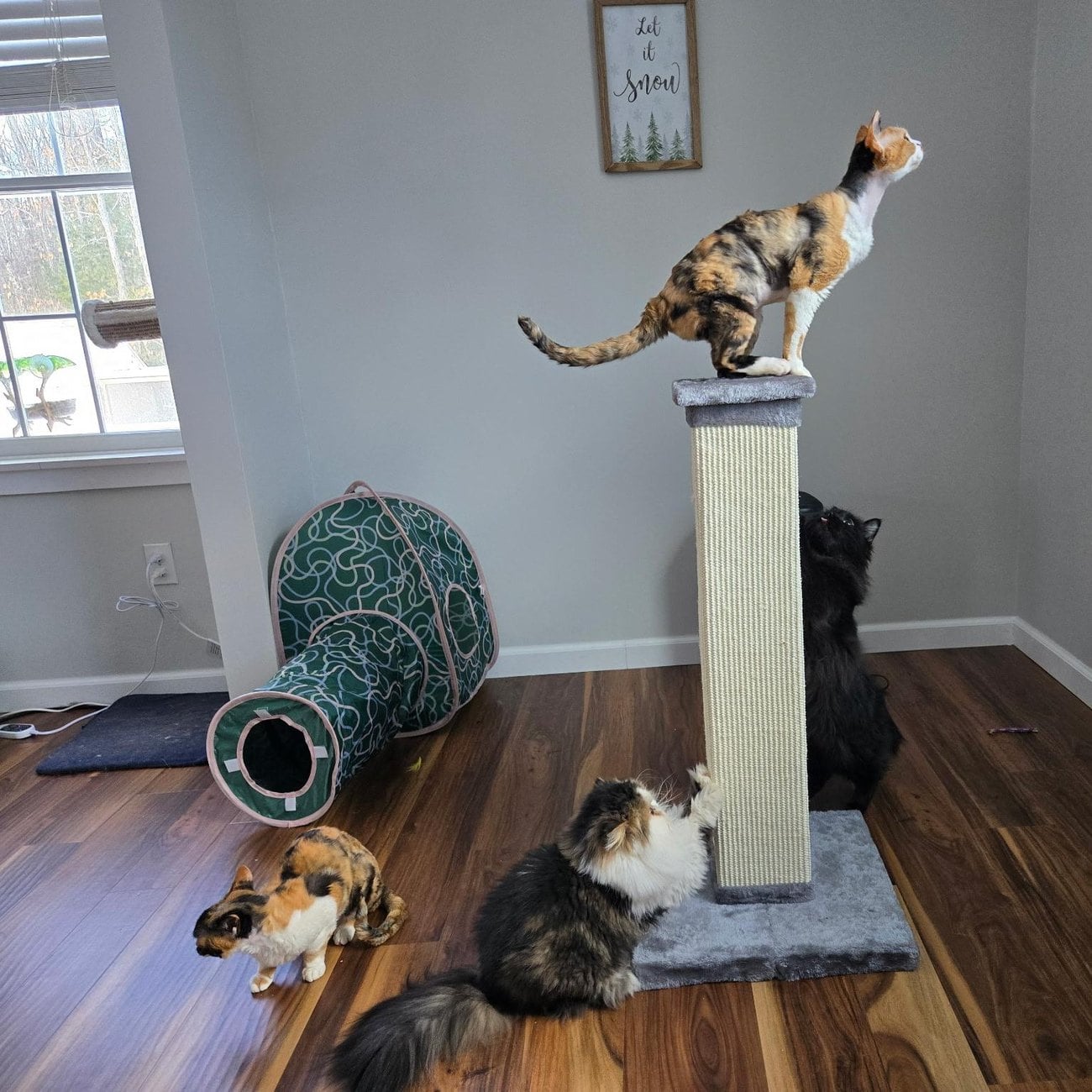 A long-haired cat scratching a tall sisal post while a calico perches on top and a black cat and another calico look on
