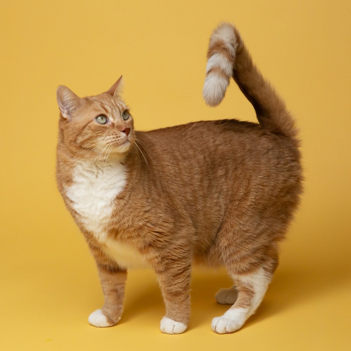 An orange and white cat standing against a yellow background with its tail up and curled at the tip