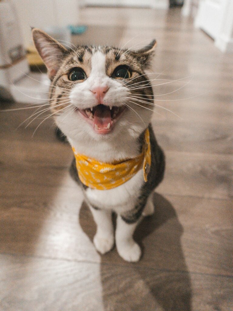 An orange tabby cat looking up with its mouth open mid-meow