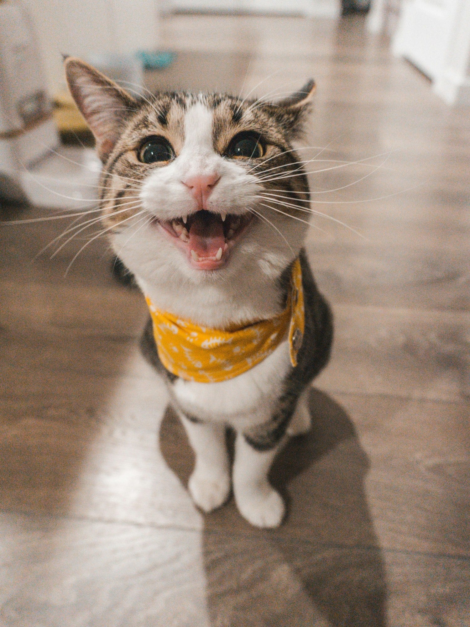 An orange tabby cat looking up with its mouth open mid-meow