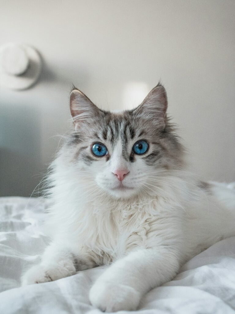 A blue lynx bicolor Ragdoll cat with blue eyes lying on a white bed