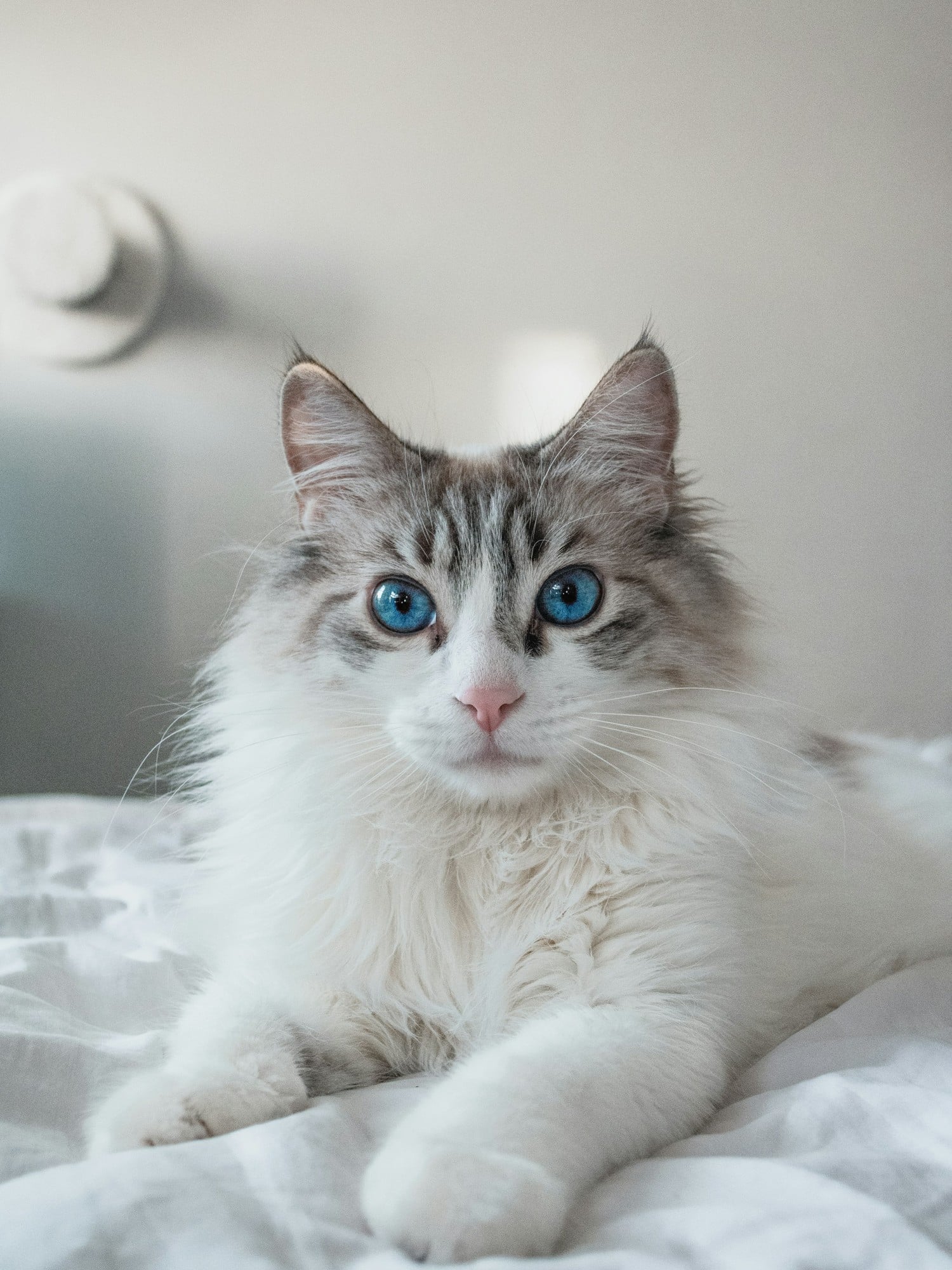 A blue lynx bicolor Ragdoll cat with blue eyes lying on a white bed
