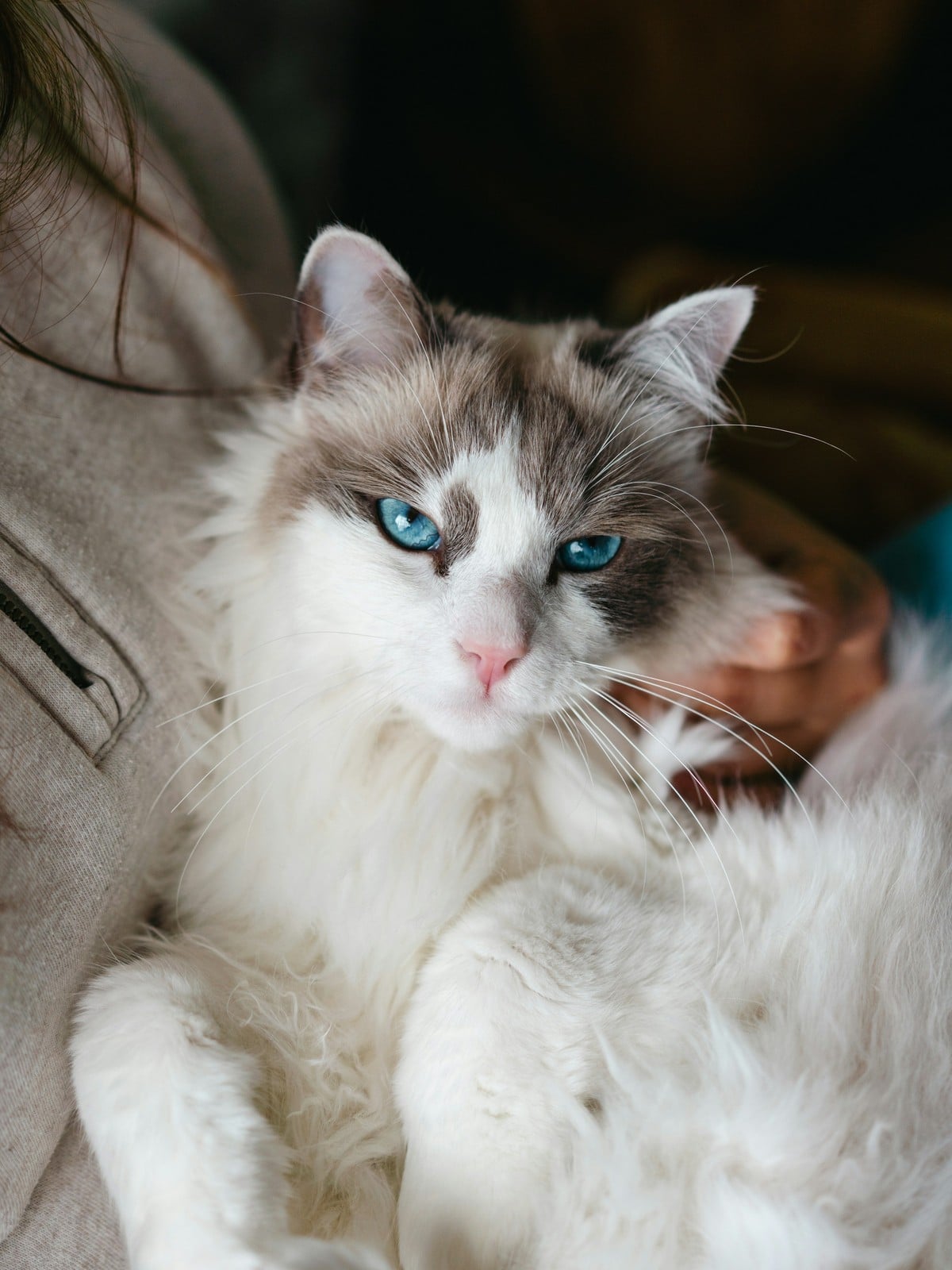 A bicolor Ragdoll cat cradled belly-up in a person's arms