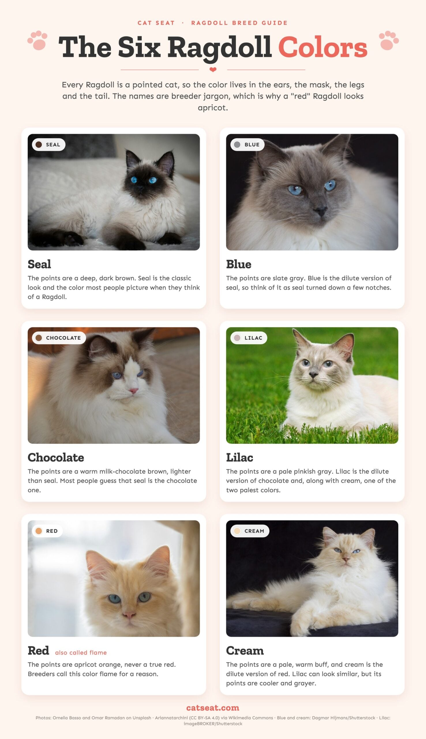 The six Ragdoll point colors, seal, blue, chocolate, lilac, red and cream, with a labeled photo of each