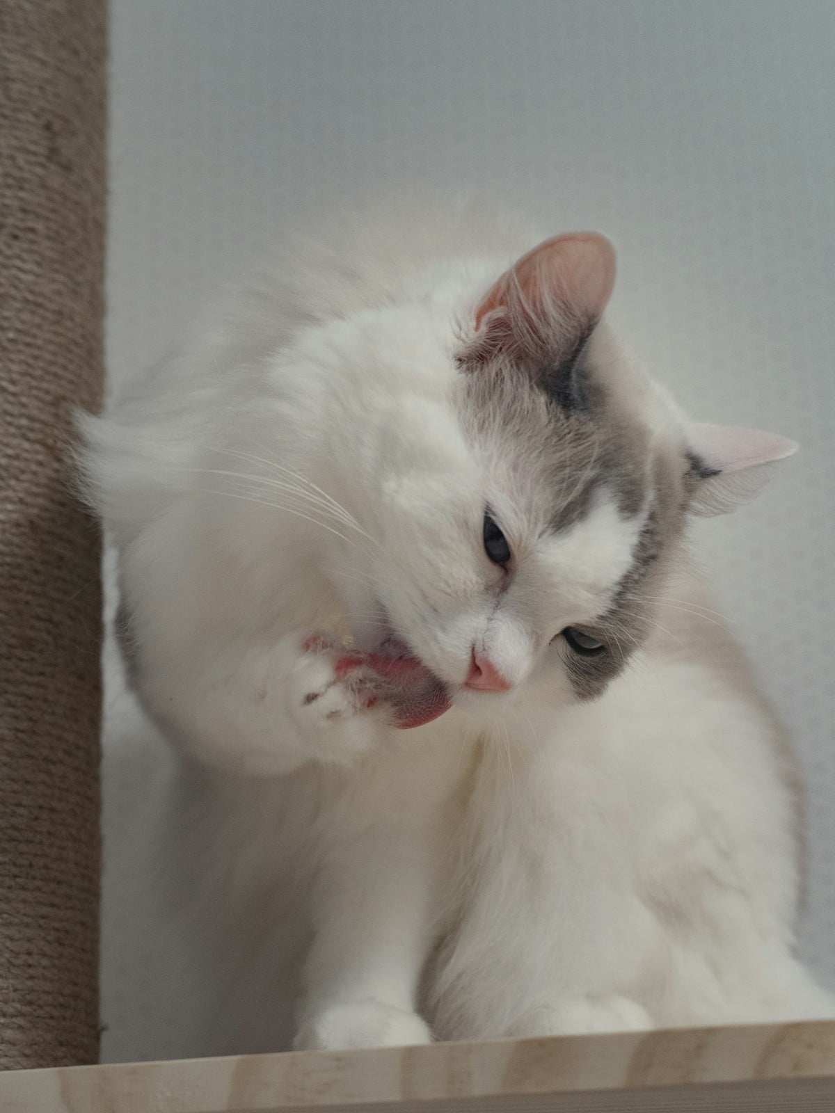 A blue bicolor Ragdoll cat licking its paw