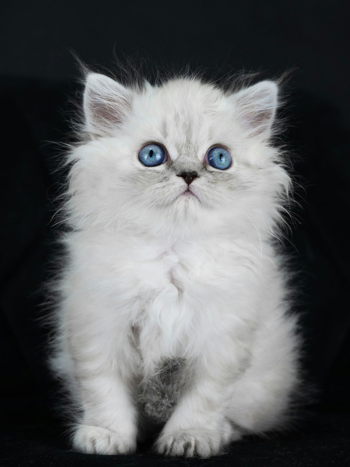 A fluffy white Ragdoll kitten with blue eyes sitting against a black background