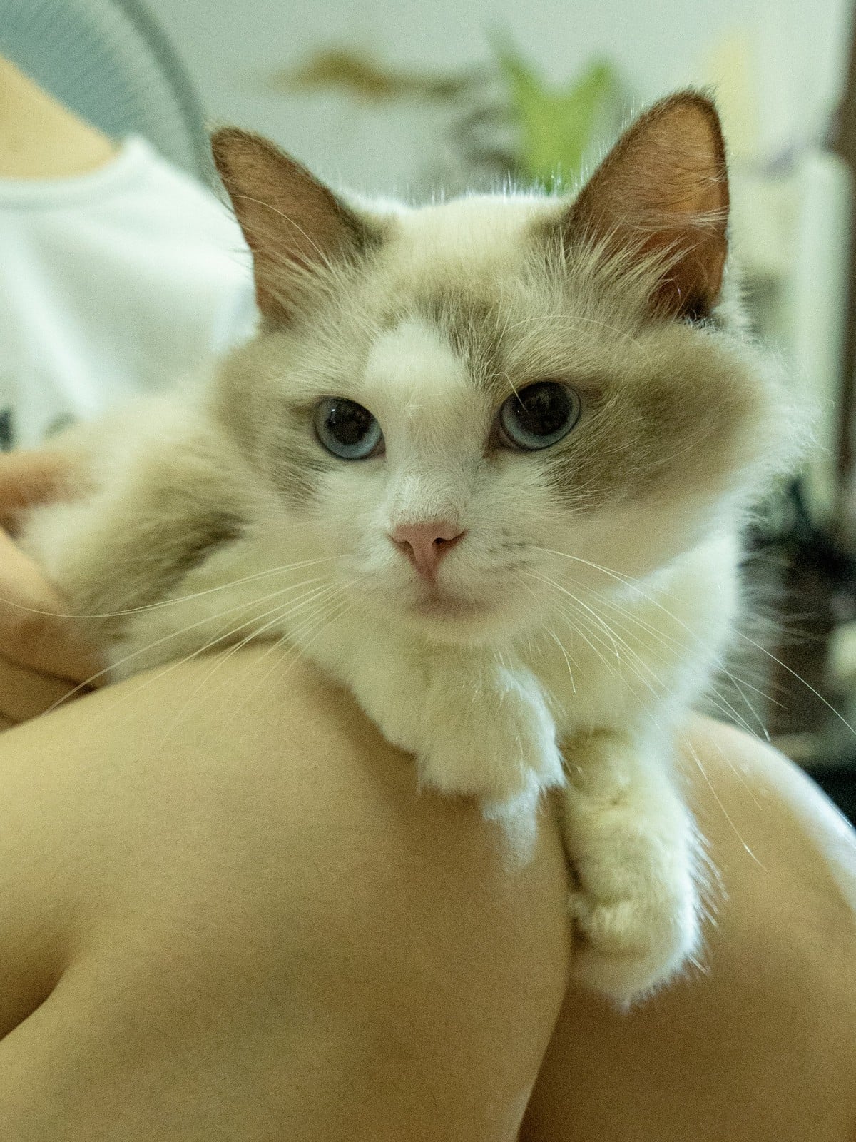A fluffy Ragdoll cat lying across a person's lap