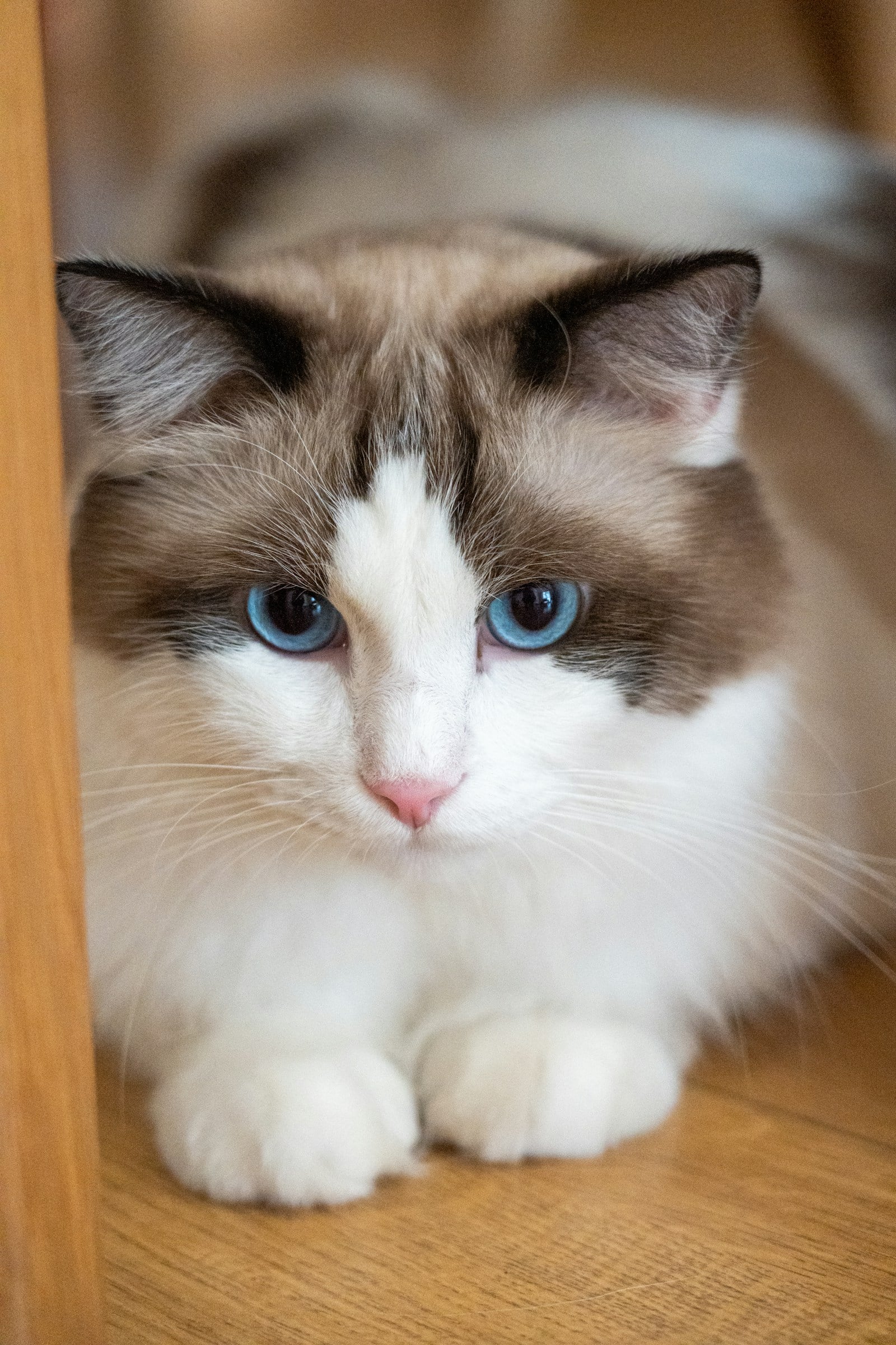 A seal bicolor Ragdoll cat lying down with a white inverted V on its face, a white chest and white front legs