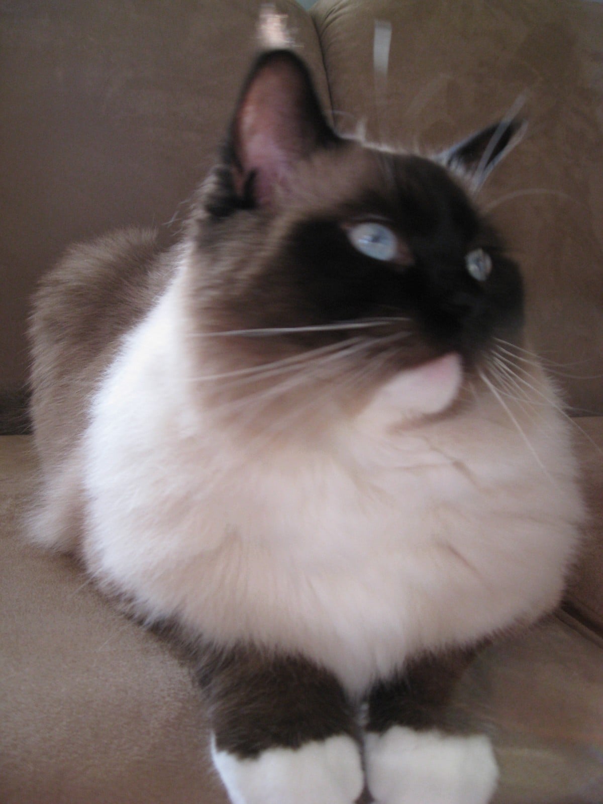 A seal mitted Ragdoll cat lying down with a white chin, white chest and two white front paws