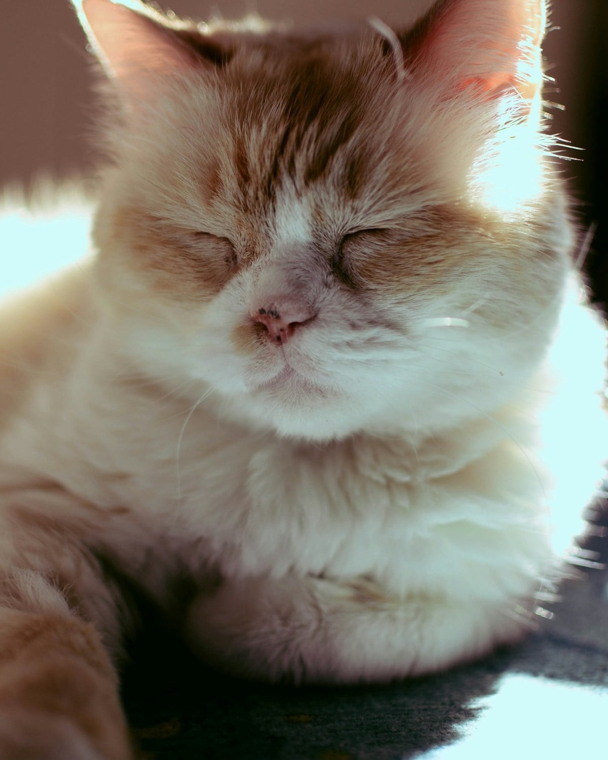 An older cream-colored cat lying on a table with its eyes closed in soft light