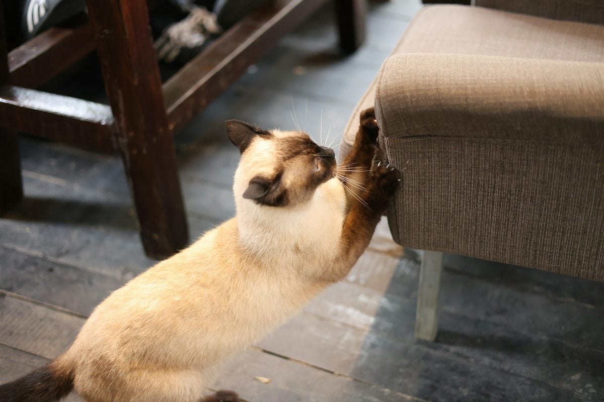 Siamese cat stretched up on its back legs, scratching the fabric corner of an upholstered chair