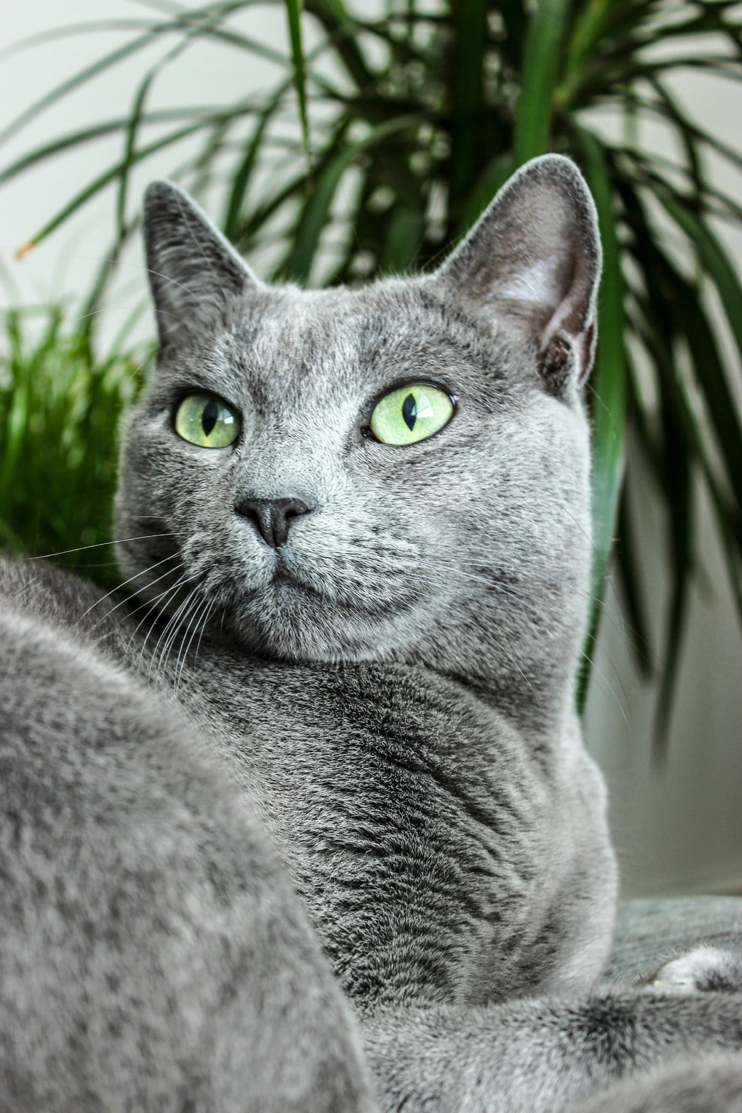 A silver-blue cat with green eyes lying in front of a houseplant