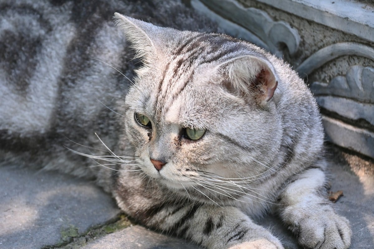 A silver classic tabby cat lying on stone, with wide dark blotches and rings on its side