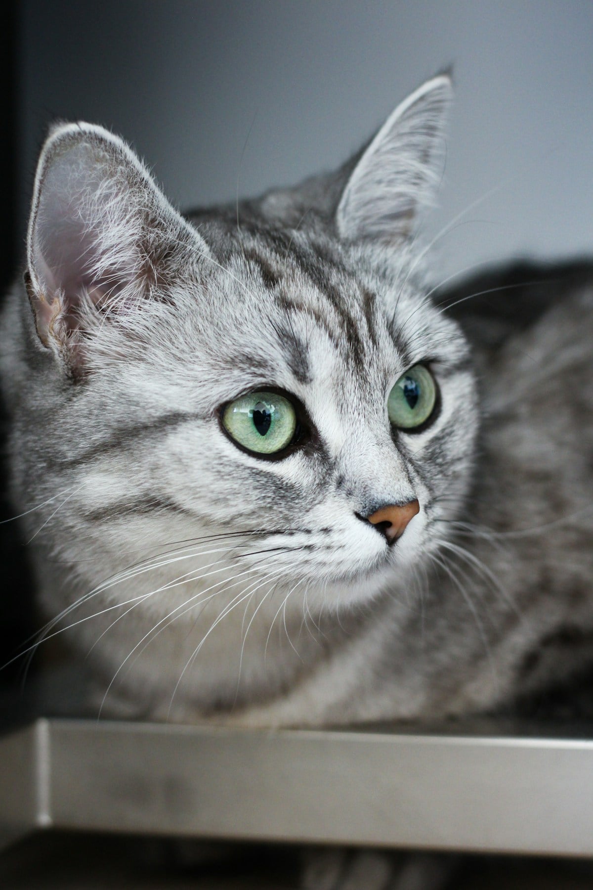 A silver tabby cat with green eyes and a clear M marking on its forehead, sitting on a shelf