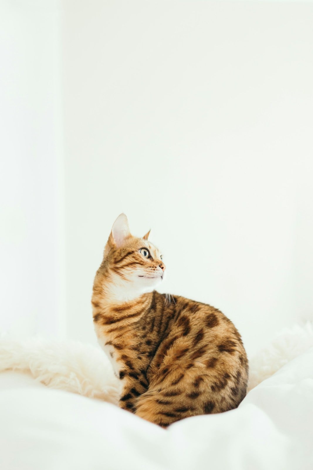 A spotted tabby cat sitting on a white blanket, with separate dark spots on its coat