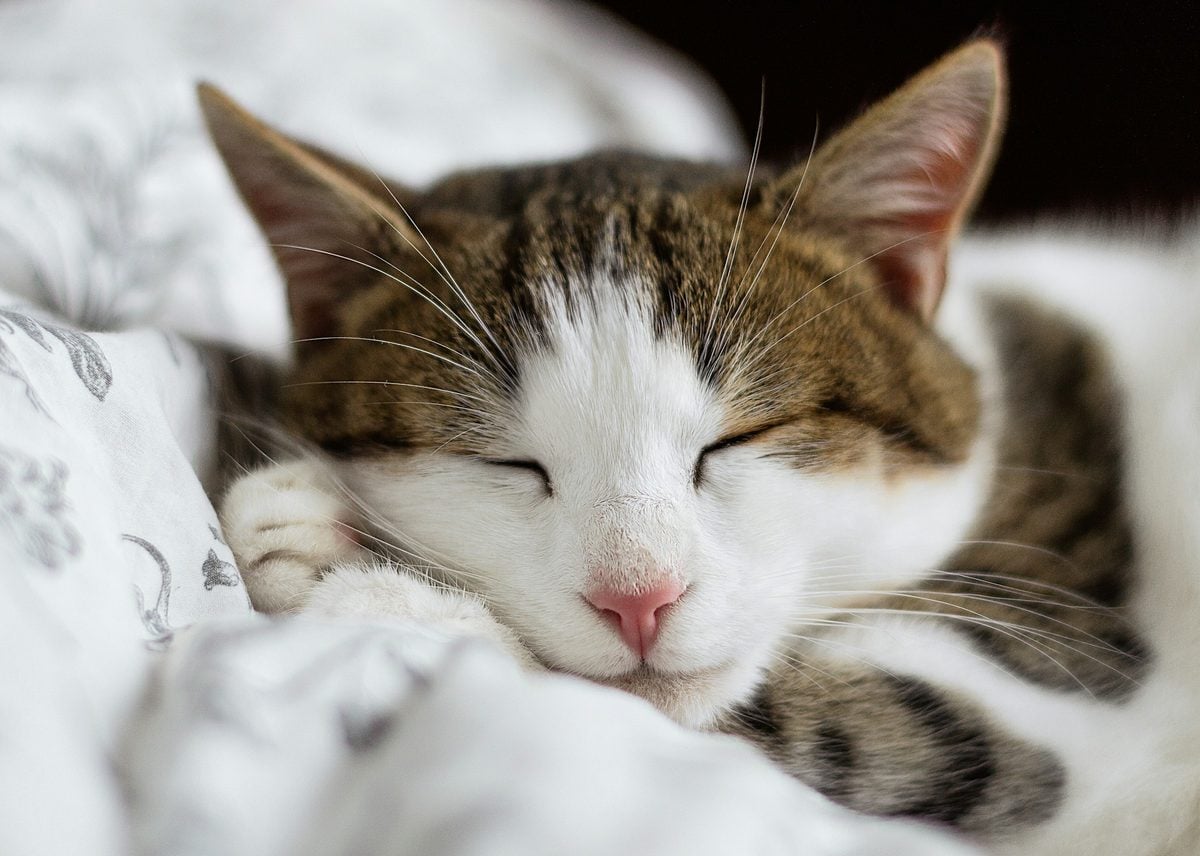 Tabby-and-white cat curled up asleep with its eyes closed on rumpled white bedding