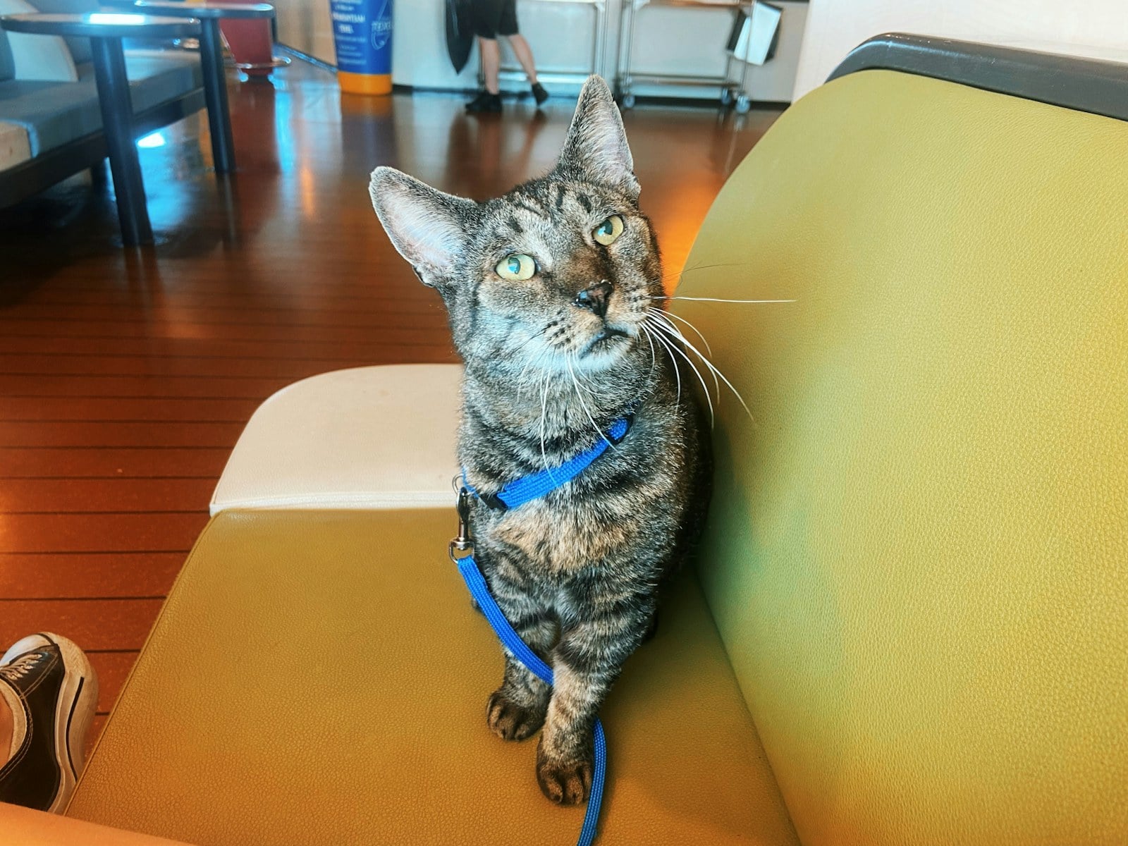 A tabby cat wearing a blue harness and leash, sitting on a yellow seat