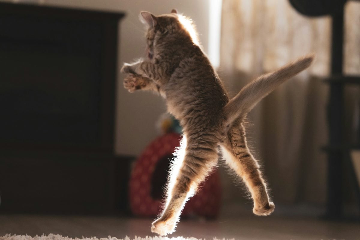 Ginger tabby cat in mid-air with legs outstretched, leaping across a sunlit living room