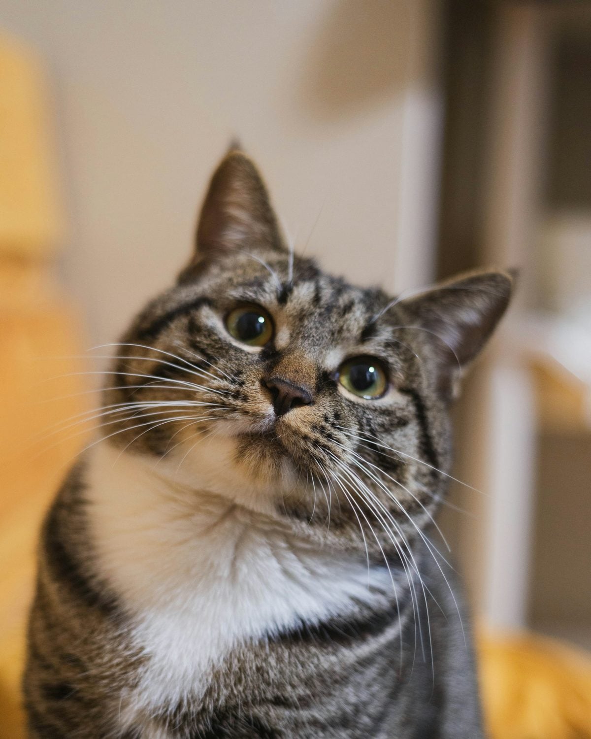 Brown tabby cat with a white chest looking up at the camera with wide eyes