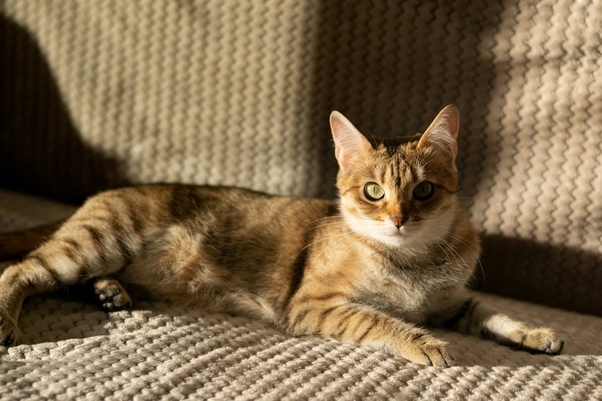 A tabby cat lying on a couch with its tail stretched out loosely behind it