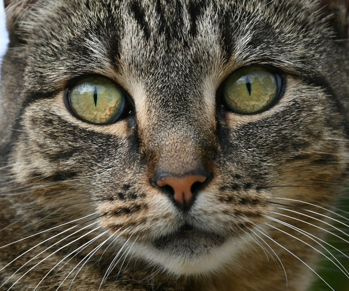 Close-up of a brown tabby cat's face, with the M marking on its forehead
