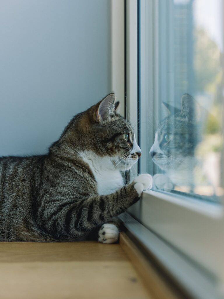 A tabby cat sitting on a windowsill with one paw pressed against the glass, looking out