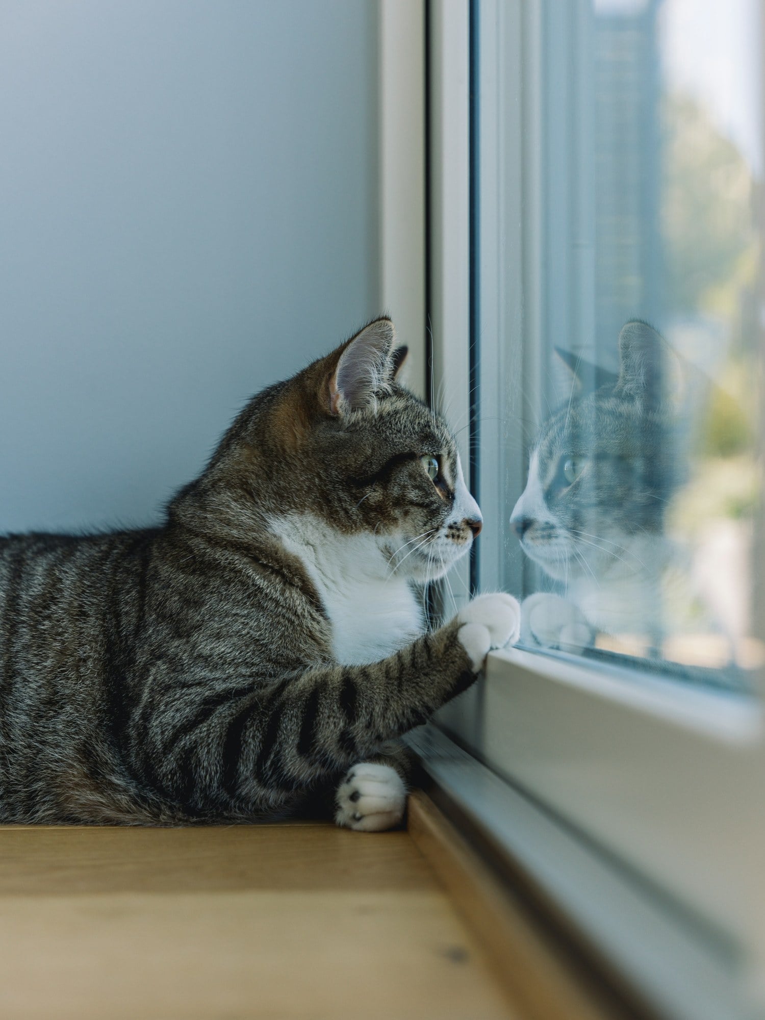 A tabby cat sitting on a windowsill with one paw pressed against the glass, looking out
