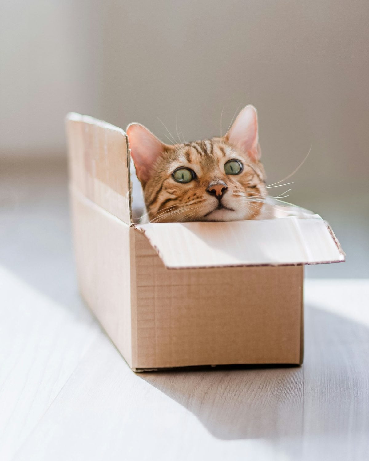 Tabby cat with green eyes peeking out of the open end of a long cardboard box on a light wood floor