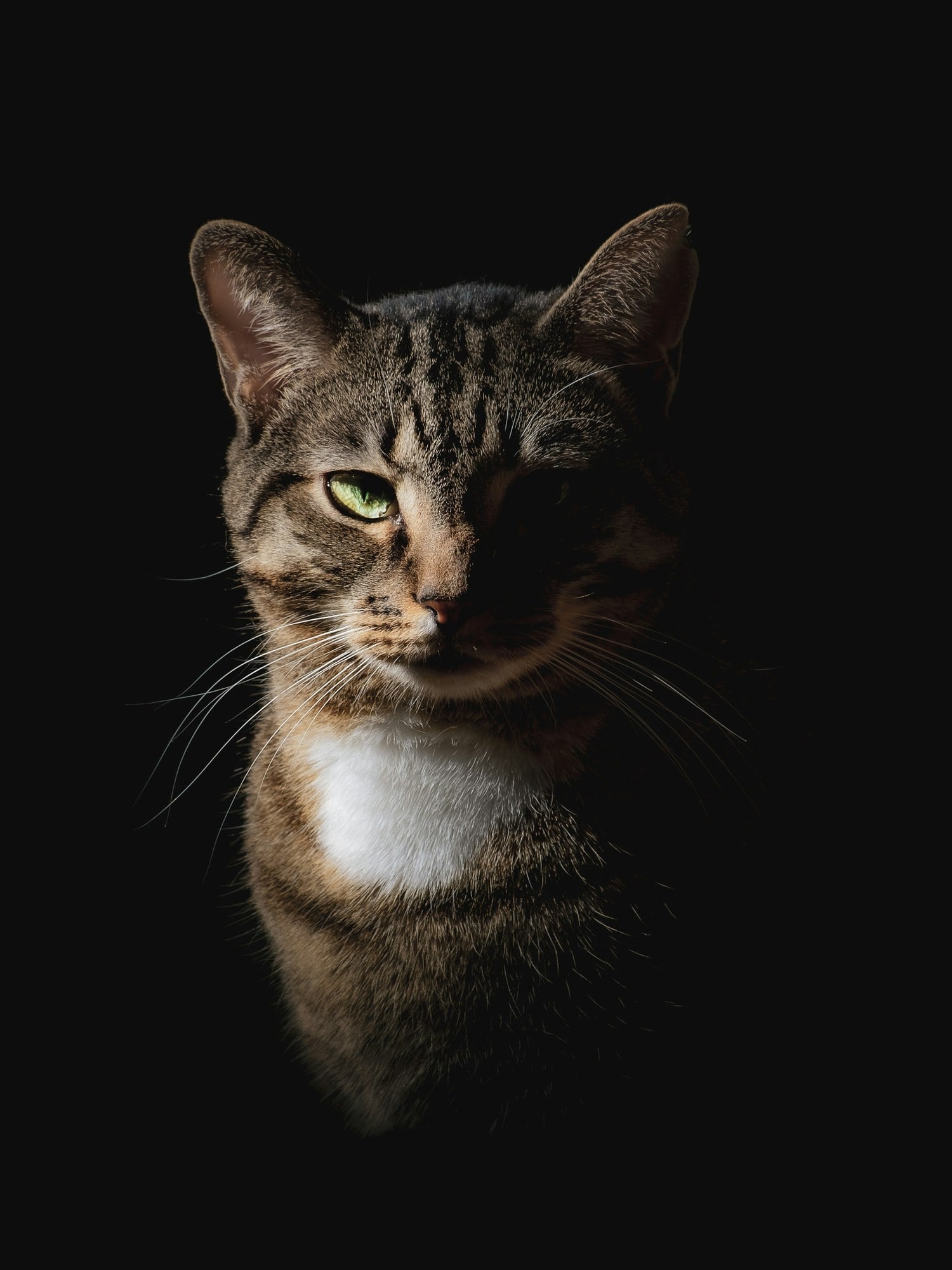 A tabby cat's face lit from one side against a dark background