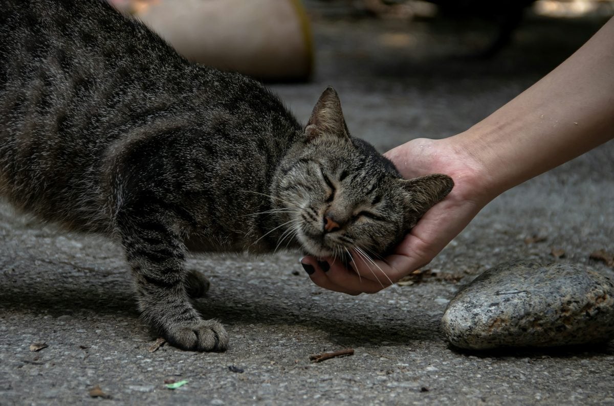 Gray tabby cat leaning forward with eyes closed, pressing its cheek and face into a person's cupped hand