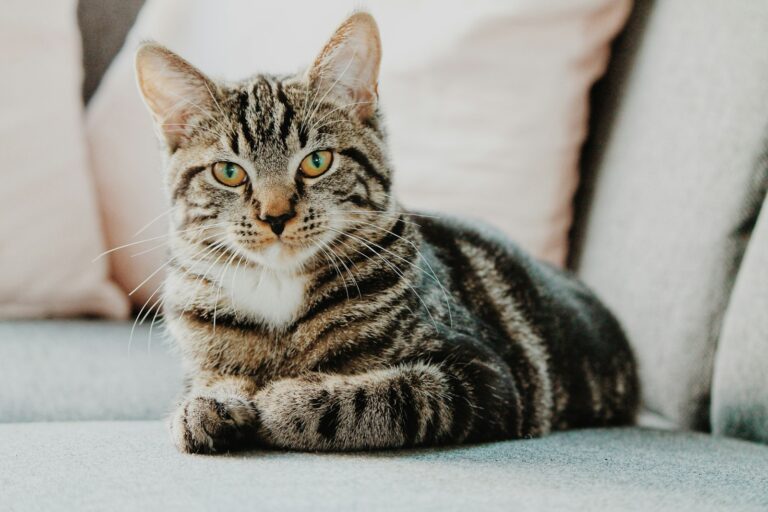 A brown tabby cat lying on a light gray couch, looking at the camera