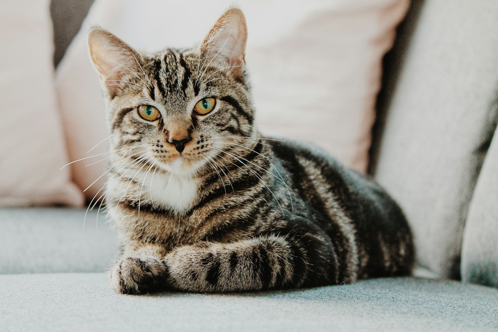 A brown tabby cat lying on a light gray couch, looking at the camera