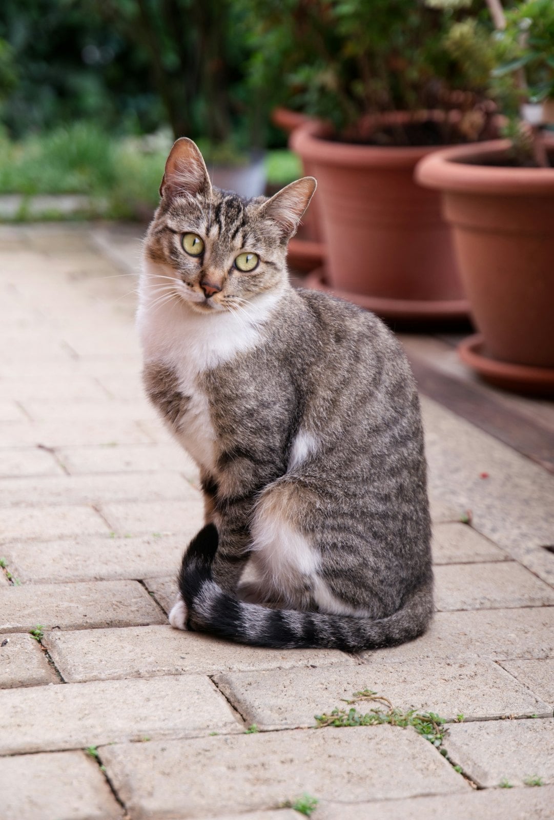 A grey tabby cat sitting upright on paving stones with its tail wrapped around its front paws