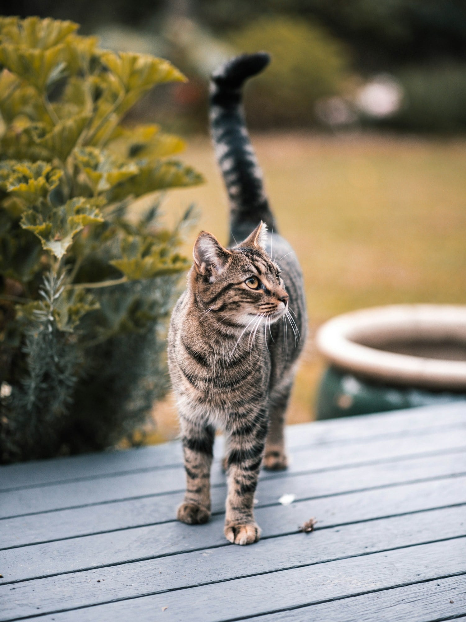 A brown tabby cat walking across a wooden deck with its tail held straight up