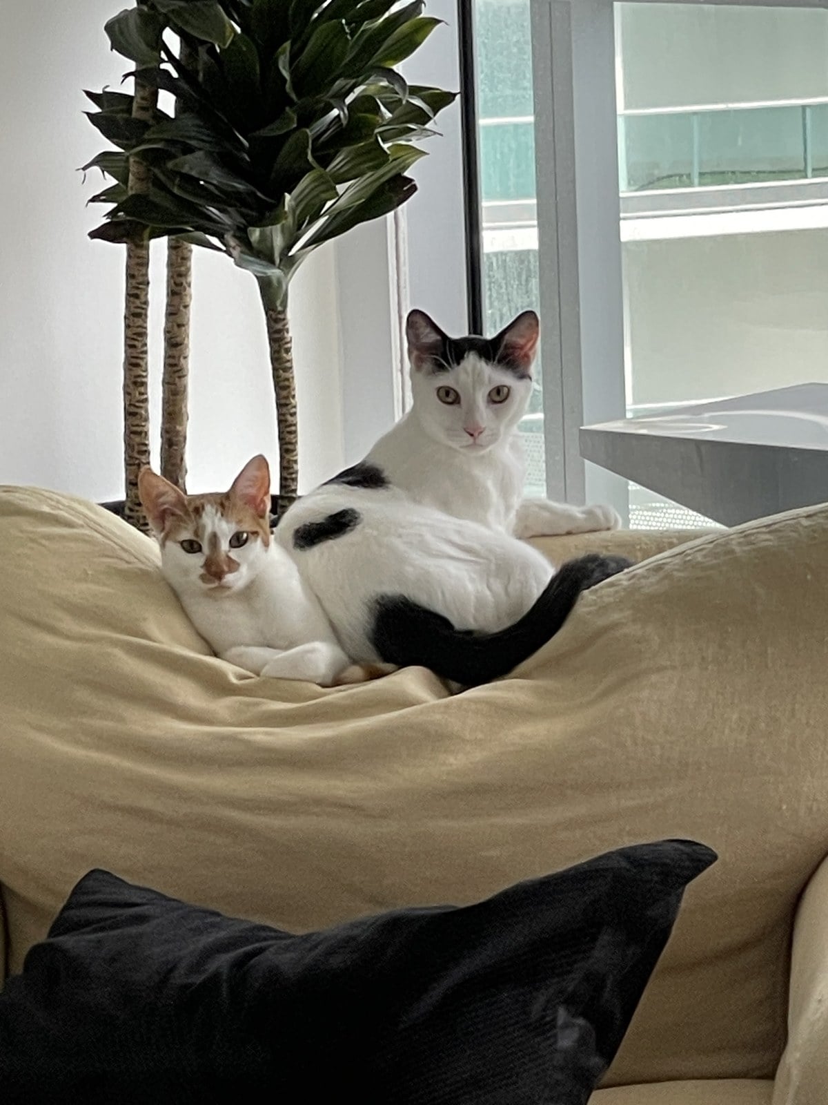 Thelma, white with orange patches, and Louis, white with black patches, sitting together on a beanbag by a window