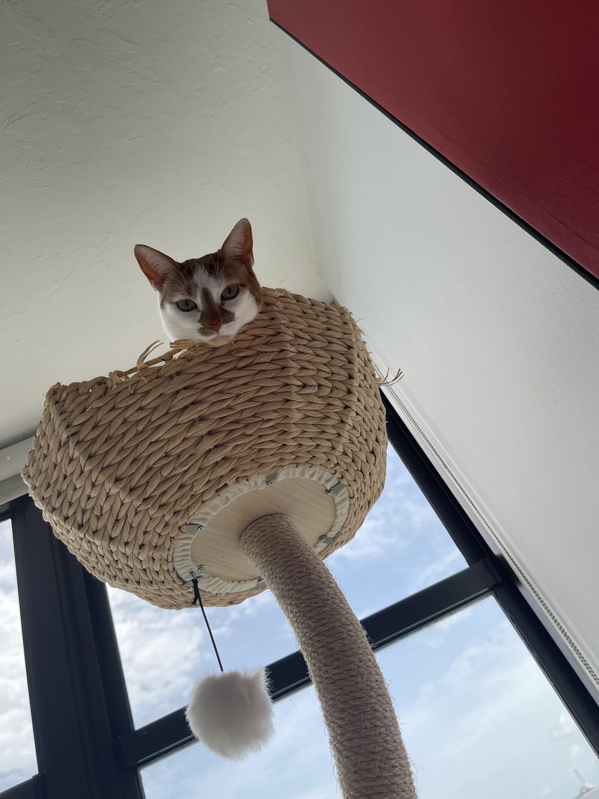 Thelma, a white cat with orange patches, peering down from a woven basket at the top of a cat tree by a window