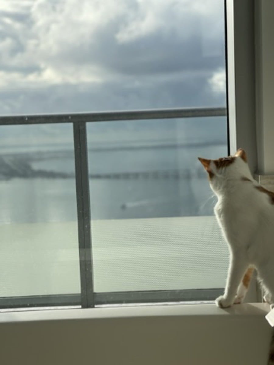 Thelma, a white cat with orange patches, standing at a window and looking out at a gray, cloudy sky over the water