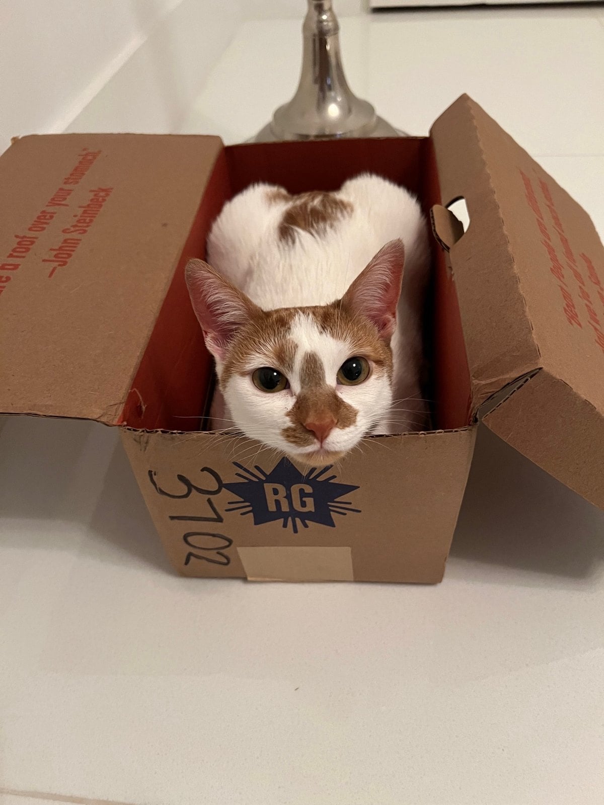 Thelma tucked inside an open cardboard box, looking straight at the camera
