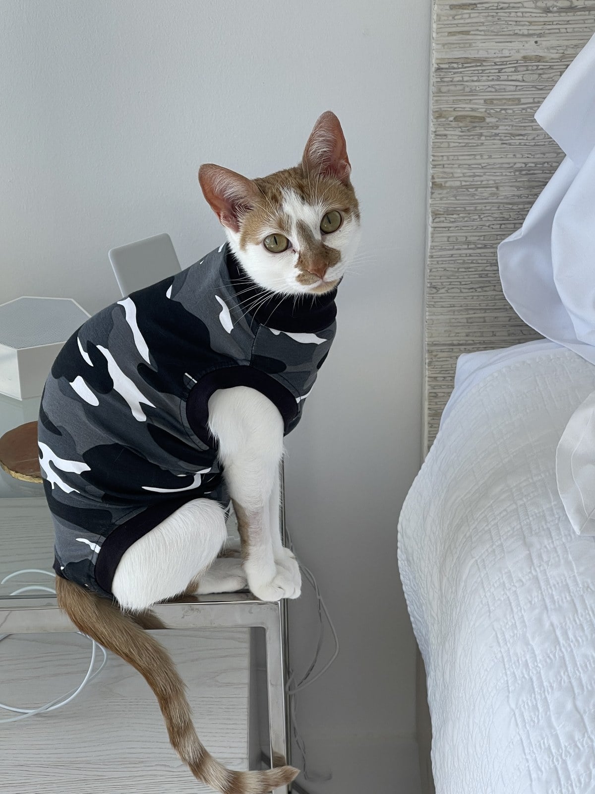 Thelma, a white cat with orange patches, sitting in a gray camouflage shirt