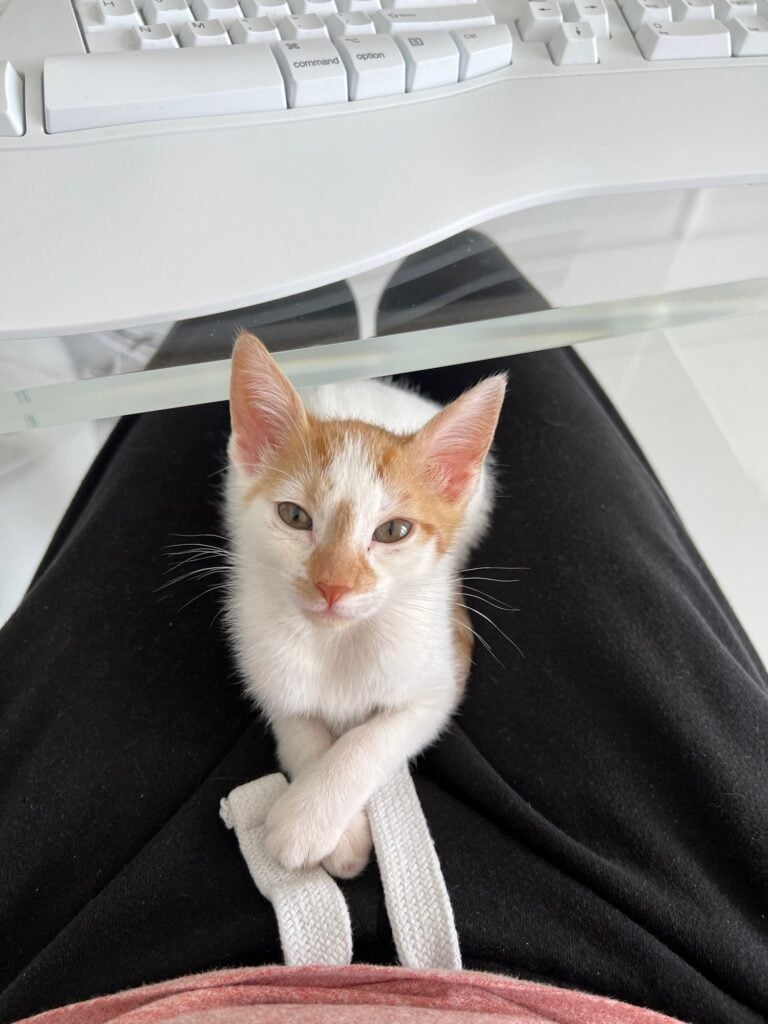 Thelma as a kitten, white with orange patches, lying on a lap at a desk with her front paws crossed