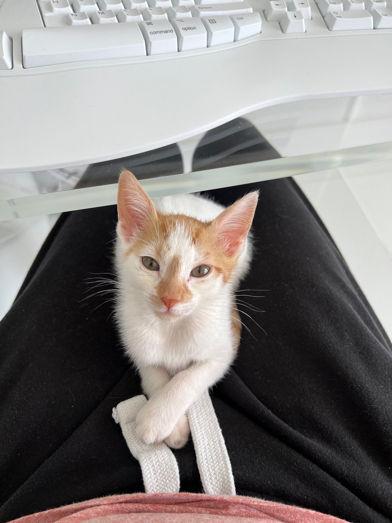 Thelma as a kitten, white with orange patches, lying on a lap at a desk with her front paws crossed