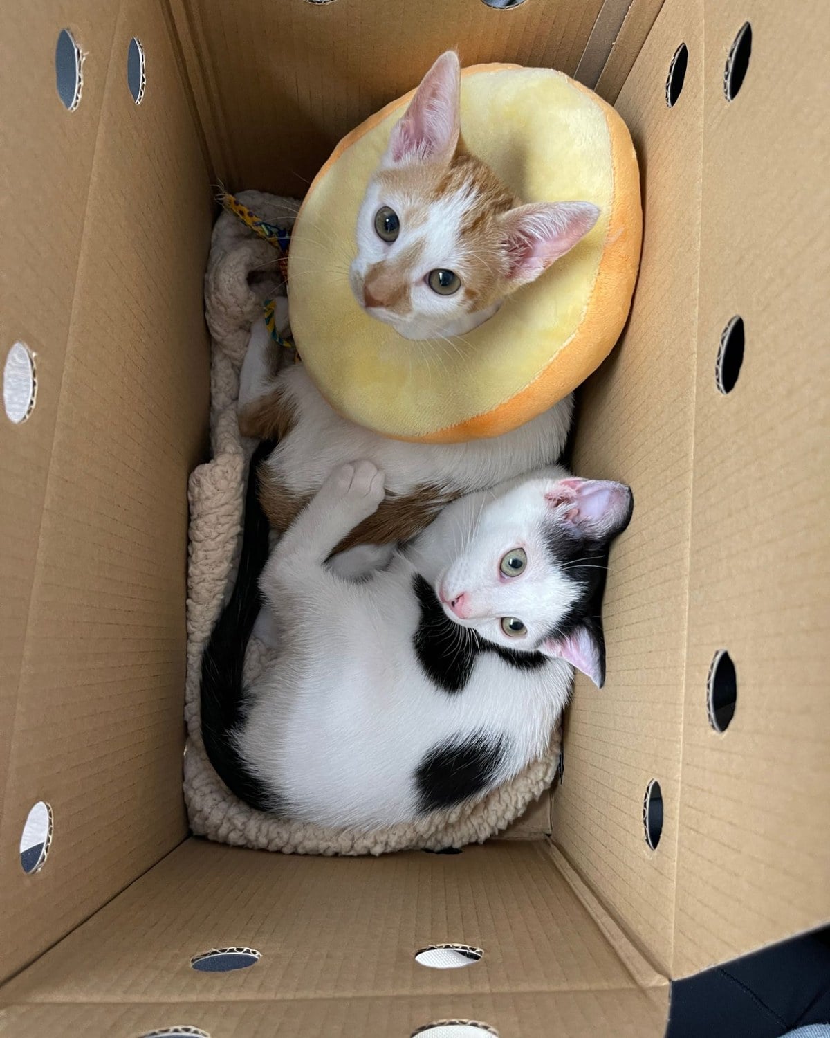 An orange and white kitten wearing a soft yellow donut collar, lying in a cardboard box with a black and white kitten