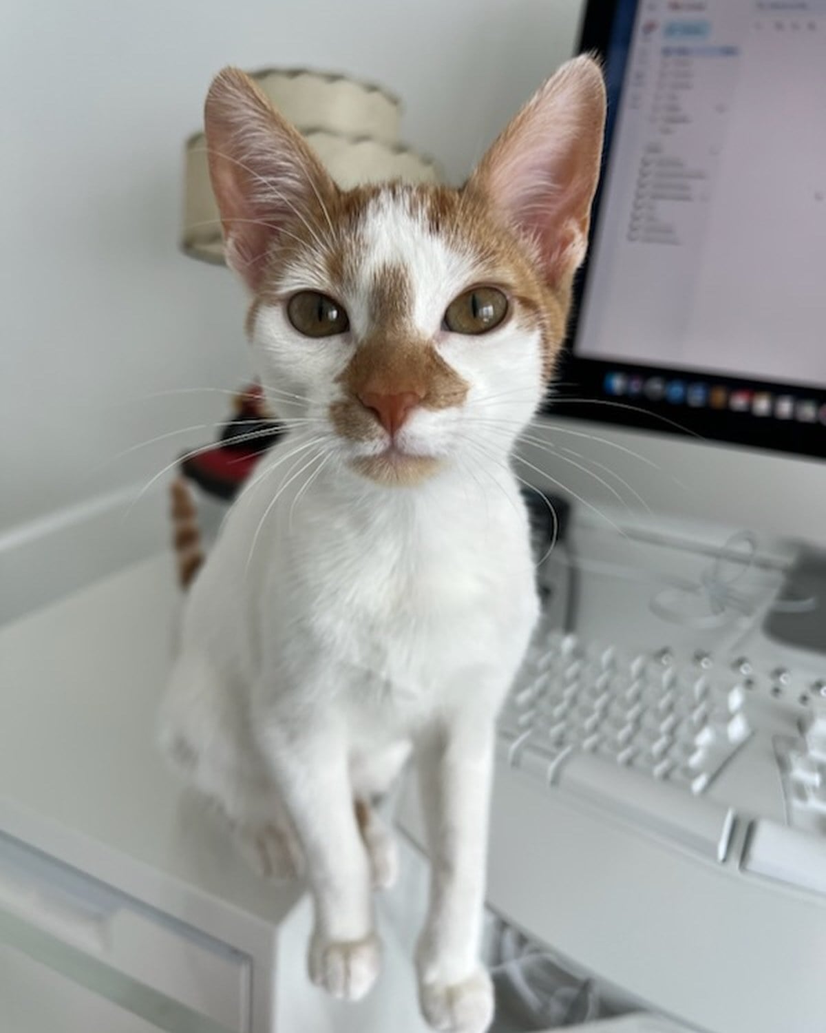 An orange and white kitten standing on a desk beside a laptop, looking at the camera