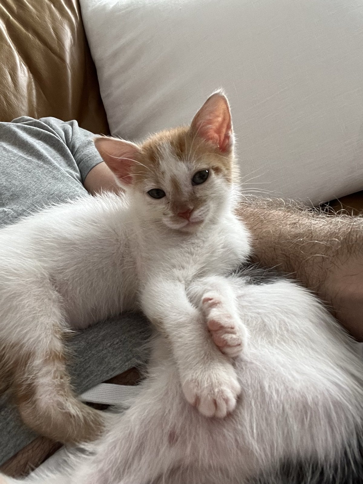 Thelma as a small kitten, white with orange patches, lying with her pink toe beans showing