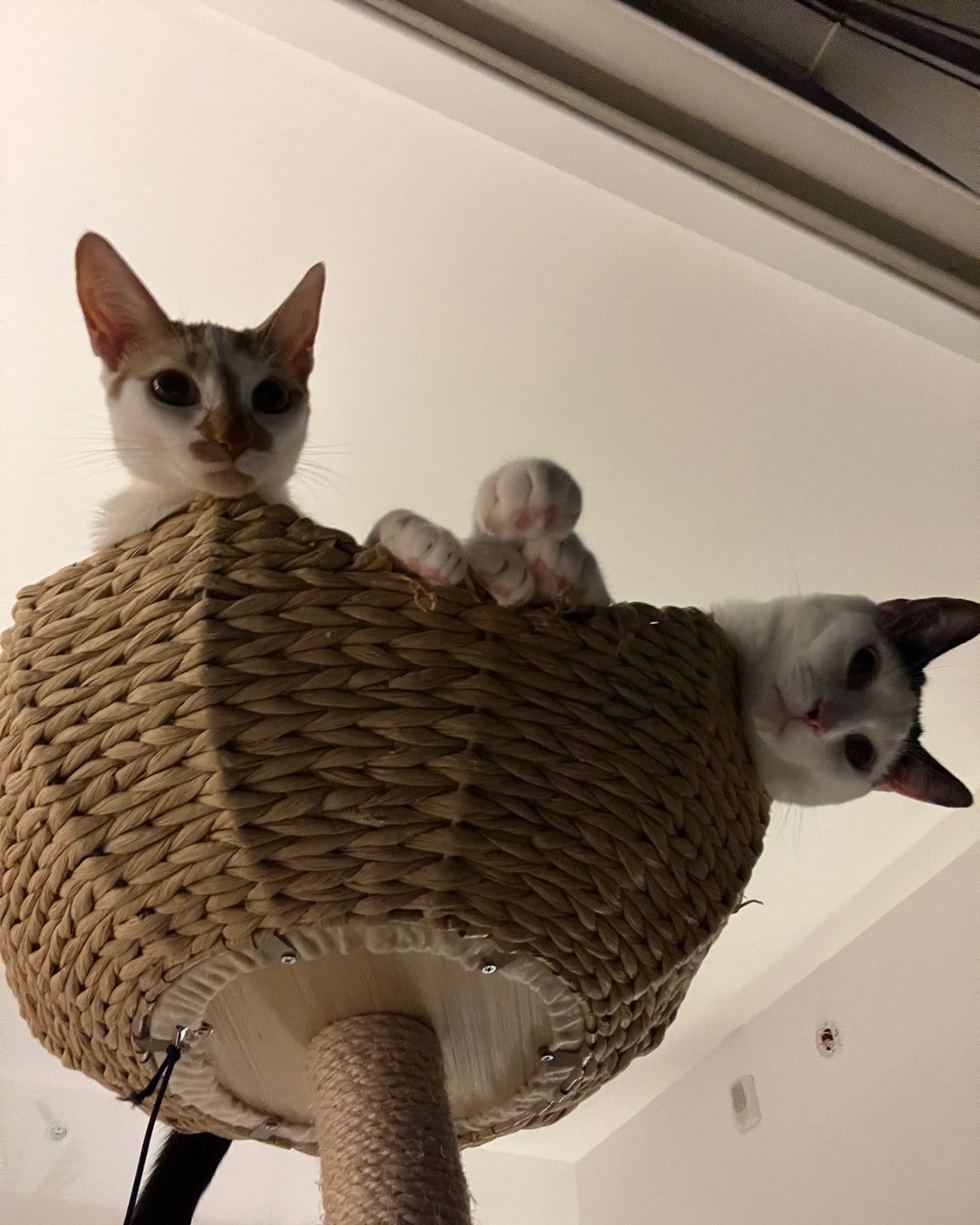 Two cats peeking down over the edge of a woven cat tree basket, one orange and white and one black and white